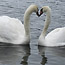 Animals7_thumb